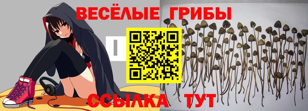 Галлюциногенные грибы Magic Shrooms  Галлюциногенные грибы мицелий  Вход с VPN  Каменск-Шахтинский 